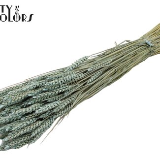 QC Blé Séché | Couleur : Bleu Clair Givré | Triticum Fleurs Séchées | Longueur ± 60 centimètres | Poids 220 grammes | Par bouquet