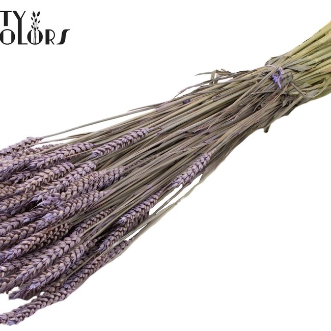 Blé séché | Couleur : Lait glacé violet | Triticum Fleurs séchées | Longueur ± 60 centimètres | Poids 220 grammes | Par bouquet