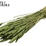 Getrockneter Weizen | Farbe: Hellgrün | Triticum Trockenblumen | Länge ± 60 Zentimeter | Gewicht 220 Gramm | Pro Bund