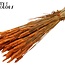 Gedroogde Tarwe | Kleur: Oranje | Triticum Droogbloemen | Lengte ± 60 centimeter | Gewicht 220 gram | Per bos