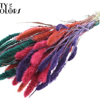 QC Getrocknete Setaria | Bunt 4 | Farbe: Gemischte Farben | Setaria Trockenblumen | Länge ± 70 Zentimeter | Gewicht 210 Gramm | Pro Bund