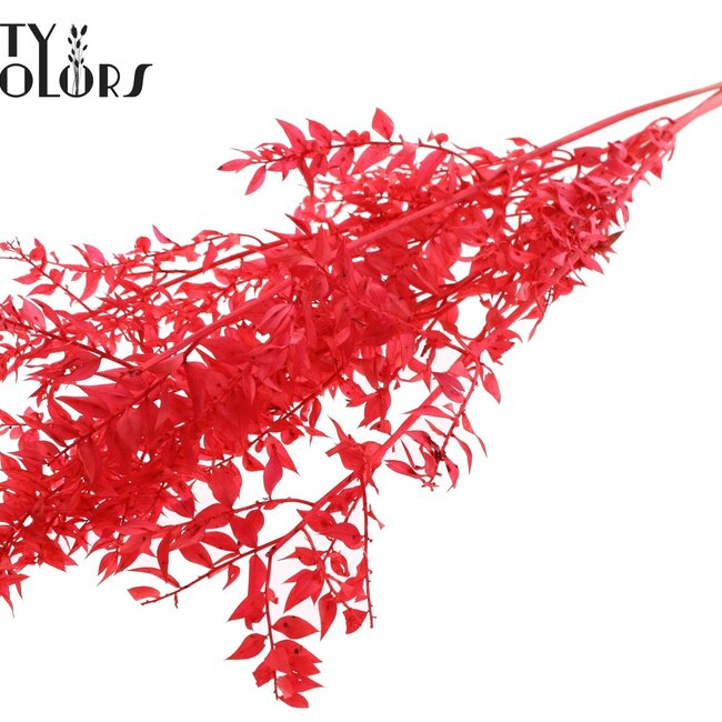 Ruscus séché | Couleur : Corail intense | Fleurs séchées de Ruscus | Longueur ± 50 centimètres | 10 branches par bouquet | Par bouquet