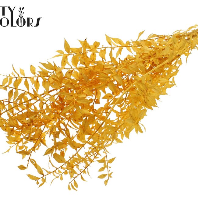 Dried Ruscus | Colour: Intense Apricot | Ruscus Dried Flowers | Length ± 50 centimetres | 10 stems per bunch | Per bunch