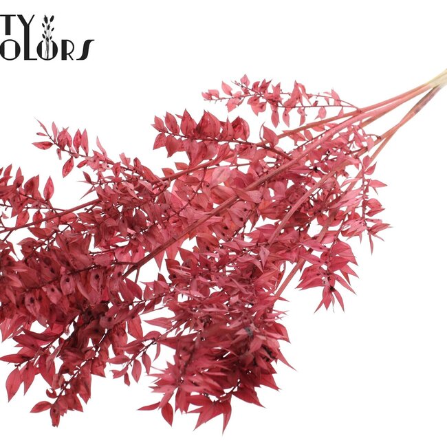 Ruscus séché | Couleur : Bordeaux intense | Fleurs séchées de Ruscus | Longueur ± 50 centimètres | 10 branches par bouquet | Par bouquet