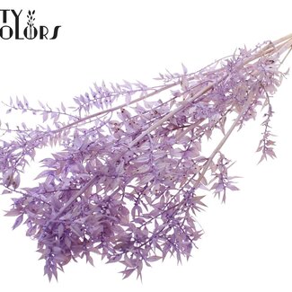 QC Dried Ruscus | Colour: Intense Milka Purple | Ruscus Dried Flowers | Length ± 50 centimetres | 10 stems per bunch | Per bunch