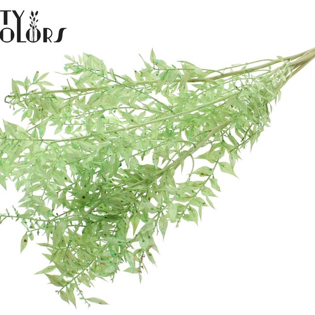 Dried Ruscus | Colour: Intense Mint Green | Ruscus Dried Flowers | Length ± 50 centimetres | 10 stems per bunch | Per bunch