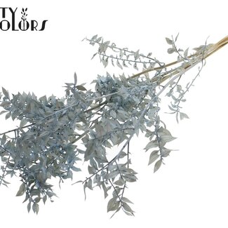 QC Gedroogde Ruscus | Kleur: Intens Lichtblauw | Ruscus Droogbloemen | Lengte ± 50 centimeter | 10 takken per bos | Per bos