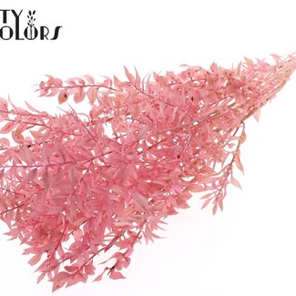 QC Dried Ruscus | Colour: Intense Light Pink | Ruscus Dried Flowers | Length ± 50 centimetres | 10 stems per bunch | Per bunch