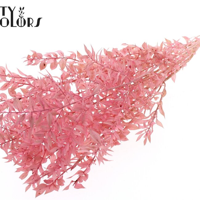 Ruscus Séché | Couleur : Rose Clair Intense | Fleurs Séchées Ruscus | Longueur ± 50 centimètres | 10 tiges par bouquet | Par bouquet