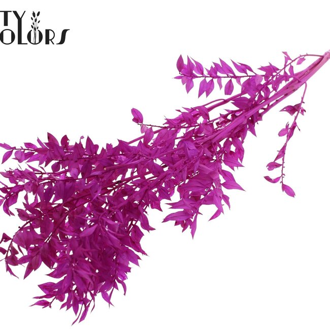 Ruscus séché | Couleur : Lilas intense | Fleurs séchées de Ruscus | Longueur ± 50 centimètres | 10 tiges par bouquet | Par bouquet