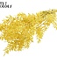 Dried Ruscus | Colour: Intense Yellow | Ruscus Dried Flowers | Length ± 50 centimetres | 10 stems per bunch | Per bunch