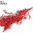 Gedroogde Ruscus | Kleur: Intens Rood | Ruscus Droogbloemen | Lengte ± 50 centimeter | 10 takken per bos | Per bos