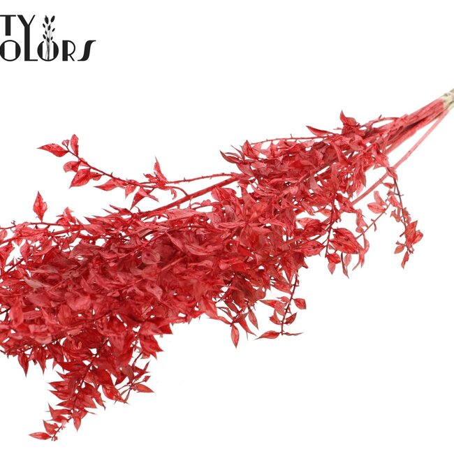 Dried Ruscus | Colour: Intense Red | Ruscus Dried Flowers | Length ± 50 centimetres | 10 stems per bunch | Per bunch