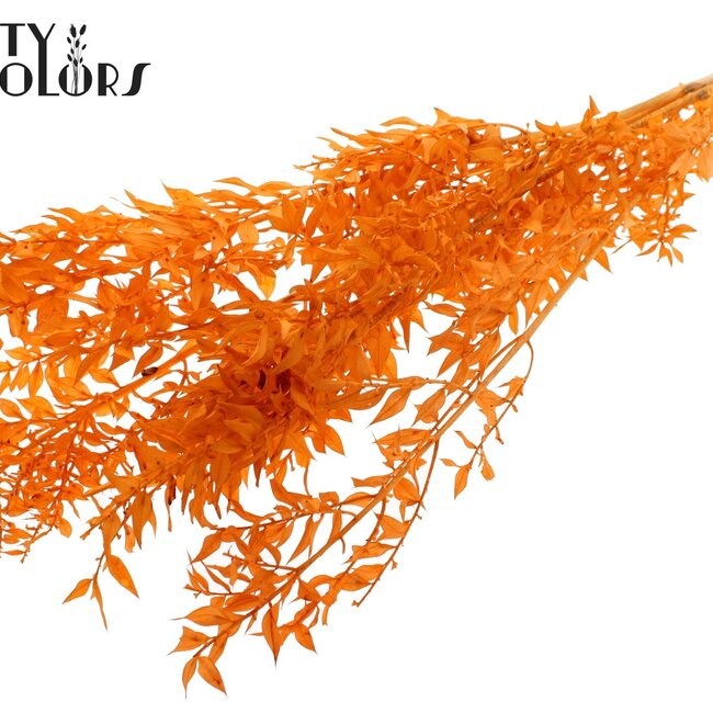 Gedroogde Ruscus | Kleur: Intens Oranje | Ruscus Droogbloemen | Lengte ± 50 centimeter | 10 takken per bos | Per bos