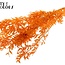 Getrockneter Ruscus | Farbe: Intensives Orange | Ruscus Trockenblumen | Länge ± 50 Zentimeter | 10 Zweige pro Bund | Pro Bund