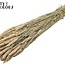 Gedroogde Tarwe | Kleur: Frosted Wit | Triticum Droogbloemen | Lengte ± 60 centimeter | Gewicht 220 gram | Per bos