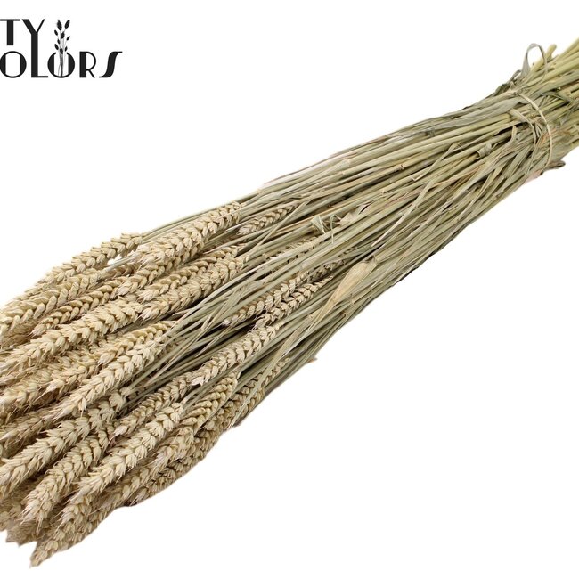 Getrockneter Weizen | Farbe: Frosted Weiß | Triticum Trockenblumen | Länge ± 60 Zentimeter | Gewicht 220 Gramm | Pro Bund