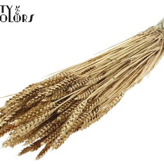 QC Gedroogde Tarwe | Kleur: Antiek Goudkleurig + Glitter | Triticum Droogbloemen | Lengte ± 60 centimeter | Gewicht 220 gram | Per bos