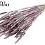Dried Wheat | Colour: Champagne + Glitter | Triticum Dried Flowers | Length ± 60 centimetres | Weight 220 grams | Per bunch