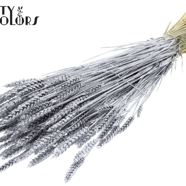 Getrockneter Weizen | Farbe: Silberfarben + Glitzer | Triticum Trockenblumen | Länge ± 60 Zentimeter | Gewicht 220 Gramm | Pro Bund