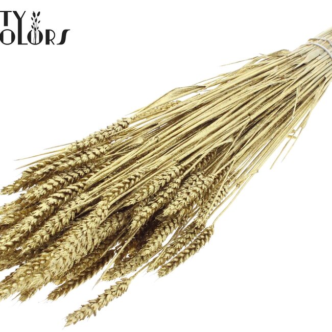Gedroogde Tarwe | Kleur: Goudkleurig + Glitter | Triticum Droogbloemen | Lengte ± 60 centimeter | Gewicht 220 gram | Per bos