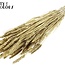 Dried Wheat | Colour: Golden + Glitter | Triticum Dried Flowers | Length ± 60 centimetres | Weight 220 grams | Per bunch