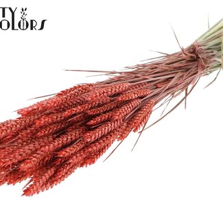 QC Dried Wheat | Colour: Coral | Triticum Dried Flowers | Length ± 60 centimetres | Weight 220 grams | Per bunch