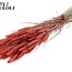 Blé Séché | Couleur : Corail | Triticum Fleurs Séchées | Longueur ± 60 centimètres | Poids 220 grammes | Par bouquet