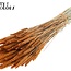 Dried Wheat | Colour: Terracotta | Triticum Dried Flowers | Length ± 60 centimetres | Weight 220 grams | Per bunch