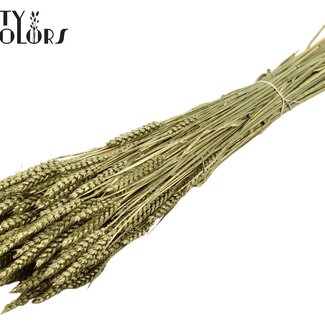 QC Getrockneter Weizen | Farbe: Antikgrün | Triticum Trockenblumen | Länge ± 60 Zentimeter | Gewicht 220 Gramm | Pro Bund