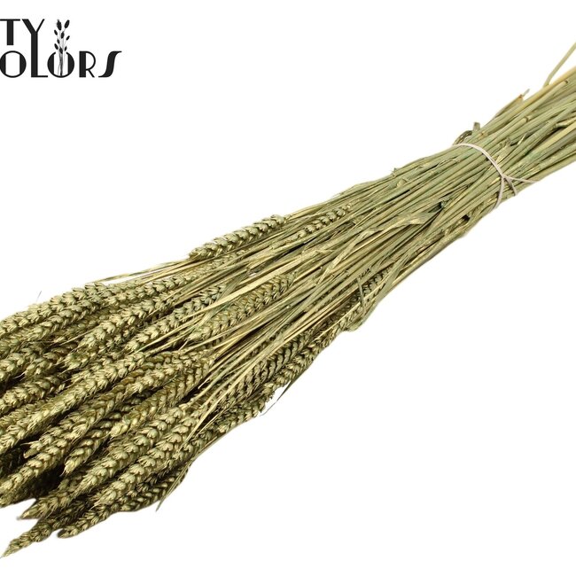 Dried Wheat | Colour: Antique Green | Triticum Dried Flowers | Length ± 60 centimetres | Weight 220 grams | Per bunch