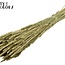 Gedroogde Tarwe | Kleur: Antiek Groen | Triticum Droogbloemen | Lengte ± 60 centimeter | Gewicht 220 gram | Per bos