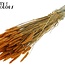 Dried Wheat | Colour: Apricot | Triticum Dried Flowers | Length ± 60 centimetres | Weight 220 grams | Per bunch