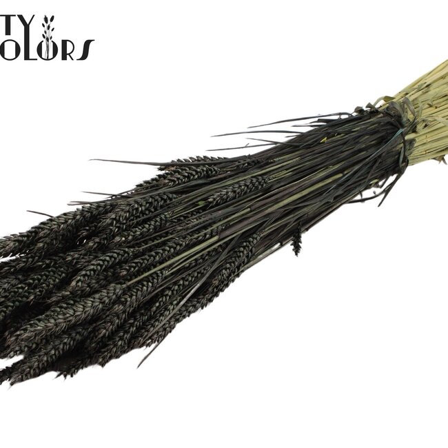 Gedroogde Tarwe | Kleur: Zwart | Triticum Droogbloemen | Lengte ± 60 centimeter | Gewicht 220 gram | Per bos