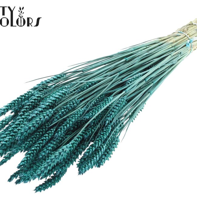 Dried Wheat | Colour: Turquoise | Triticum Dried Flowers | Length ± 60 centimetres | Weight 220 grams | Per bunch