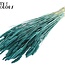 Blé Séché | Couleur : Turquoise | Fleurs Séchées de Triticum | Longueur ± 60 centimètres | Poids 220 grammes | Par bouquet