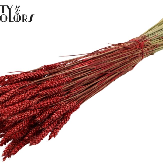 Gedroogde Tarwe | Kleur: Rood | Triticum Droogbloemen | Lengte ± 60 centimeter | Gewicht 220 gram | Per bos