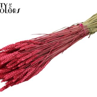 QC Gedroogde Tarwe | Kleur: Kerskleurig | Triticum Droogbloemen | Lengte ± 60 centimeter | Gewicht 220 gram | Per bos