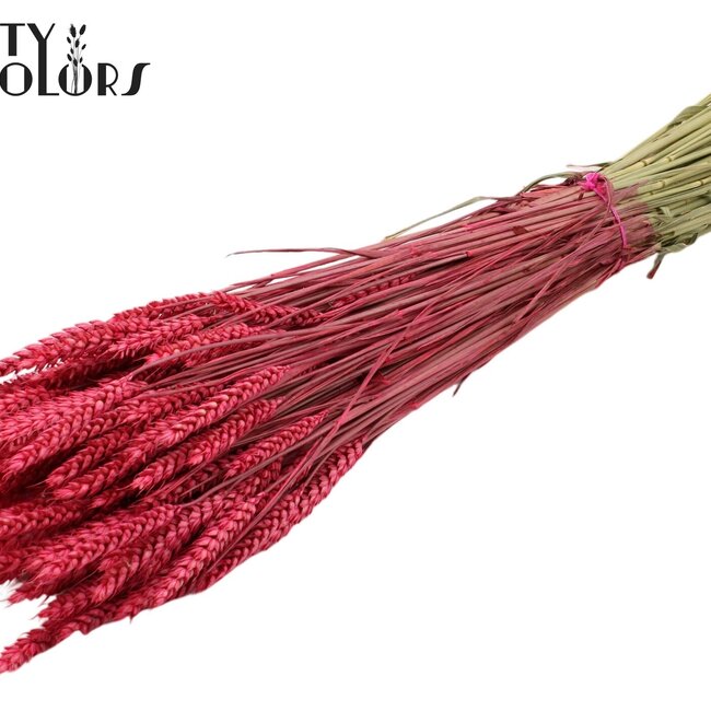 Getrockneter Weizen | Farbe: Kirschfarben | Triticum Trockenblumen | Länge ± 60 Zentimeter | Gewicht 220 Gramm | Pro Bund