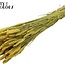 Dried Wheat | Colour: Yellow | Triticum Dried Flowers | Length ± 60 centimetres | Weight 220 grams | Per bunch