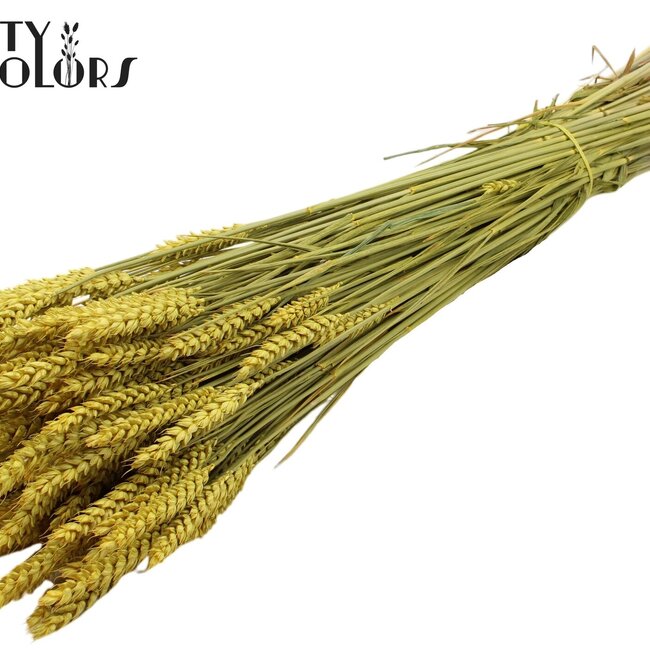 Gedroogde Tarwe | Kleur: Geel | Triticum Droogbloemen | Lengte ± 60 centimeter | Gewicht 220 gram | Per bos