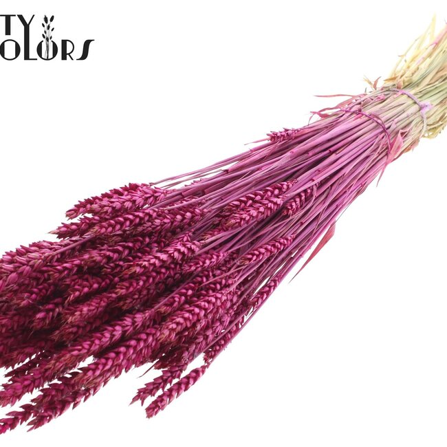 Blé Séché | Couleur : Lilas | Triticum Fleurs Séchées | Longueur ± 60 centimètres | Poids 220 grammes | Par bouquet