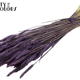 QC Blé séché | Couleur : Violet | Triticum Fleurs séchées | Longueur ± 60 centimètres | Poids 220 grammes | Par bouquet
