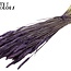 Dried Wheat | Colour: Purple | Triticum Dried Flowers | Length ± 60 centimetres | Weight 220 grams | Per bunch