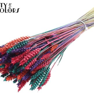 QC Blé Séché | Coloré 4 | Couleur : Couleurs Mixtes | Triticum Fleurs Séchées | Longueur ± 60 centimètres | Poids 220 grammes | Par bouquet