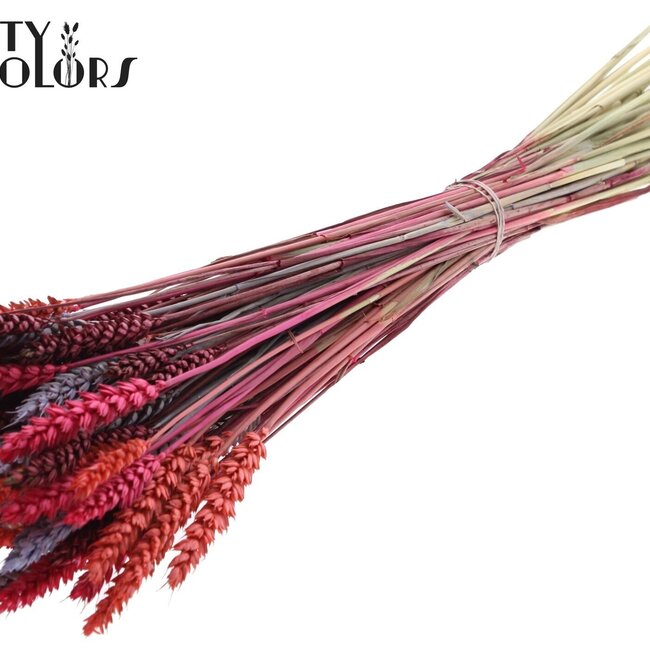 Blé Séché | Coloré 9 | Couleur : Couleurs Mélangées | Triticum Fleurs Séchées | Longueur ± 60 centimètres | Poids 220 grammes | Par bouquet