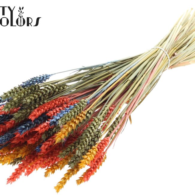 Blé Séché | Coloré 6 | Couleur : Couleurs Mixtes | Triticum Fleurs Séchées | Longueur ± 60 centimètres | Poids 220 grammes | Par bouquet