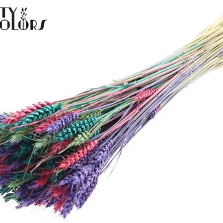 QC Getrockneter Weizen | Bunt 7 | Farbe: Gemischte Farben | Triticum Trockenblumen | Länge ± 60 Zentimeter | Gewicht 220 Gramm | Pro Bund