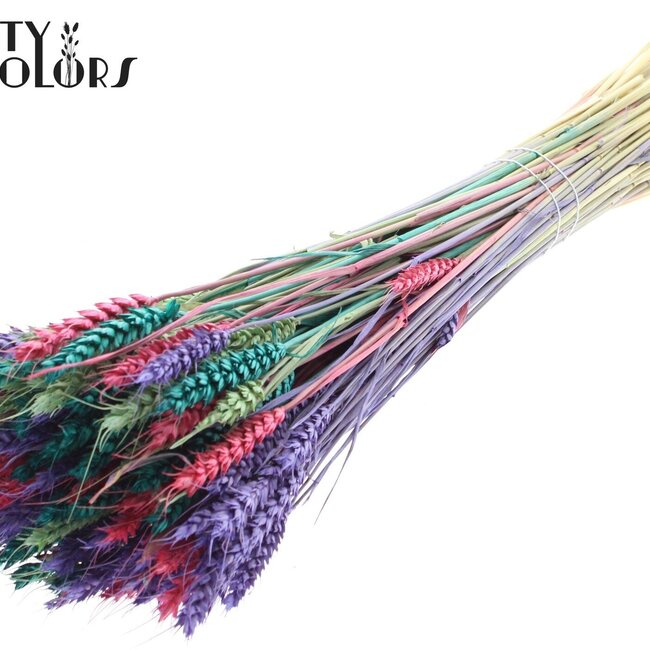 Blé Séché | Coloré 7 | Couleur : Couleurs Mixtes | Fleurs Séchées de Triticum | Longueur ± 60 centimètres | Poids 220 grammes | Par bouquet