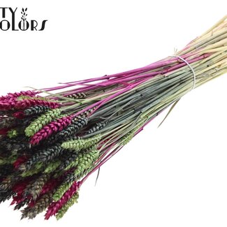 QC Getrockneter Weizen | Bunt 8 | Farbe: Gemischte Farben | Triticum Trockenblumen | Länge ± 60 Zentimeter | Gewicht 220 Gramm | Pro Bund